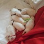 cuccioli-di-volpino-italiano-small-2