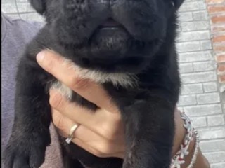 CUCCIOLI CANE CORSO