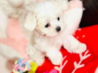 Cuccioli simil maltese