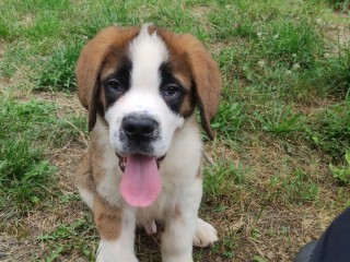 Cuccioli di san Bernardo