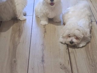 Cuccioli di simil maltese