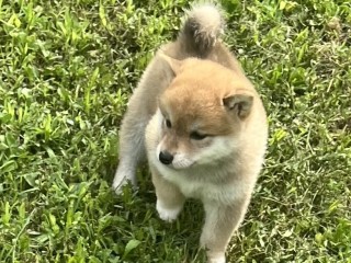 Shiba inu cuccioli