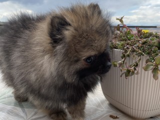 Spitz di pomerania