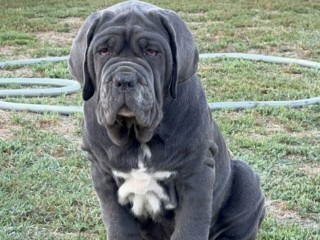 CUCCIOLI MASTINO NAPOLETANO