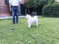 cucciolo-samoiedo-small-0