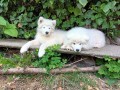 cucciolo-samoiedo-small-4