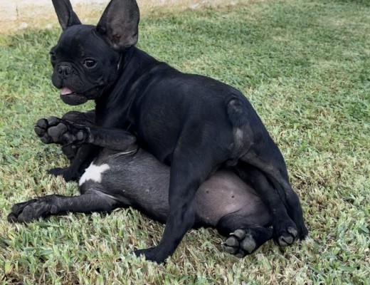 Simil Bulldog francese cuccioli total black