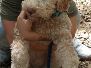 Cucciolo di Lagotto romagnolo