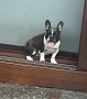 bulldog-francese-cuccioli-small-2
