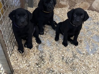 Cuccioli di Labrador