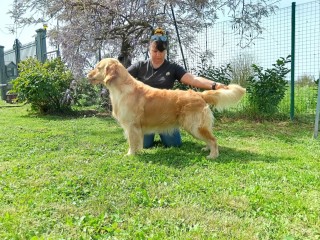 Stallone dell'Allevamento Tiwahe - Golden Retriever