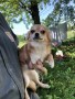 chihuahua-femmine-small-5