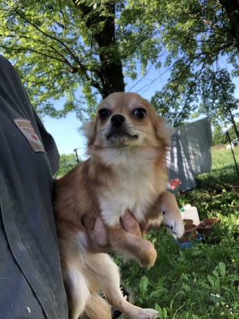 chihuahua-femmine-big-4