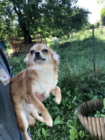 chihuahua-femmine-big-3