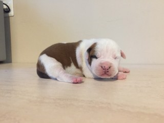 Amstaff cuccioli pedigree enci