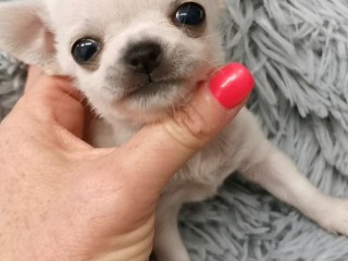 Chihuahua cuccioli