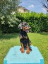 cucciola-dobermann-small-0