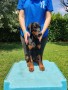 cucciola-dobermann-small-2