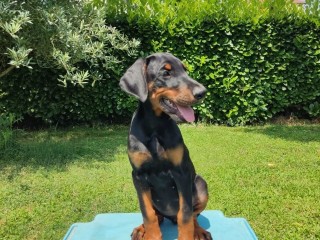 Cucciola Dobermann