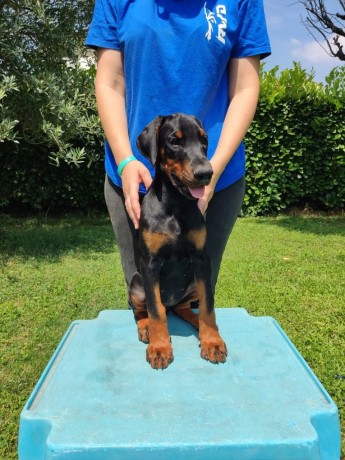 cucciola-dobermann-big-2