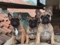 cuccioli-bulldog-francese-small-2