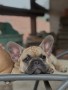 cuccioli-bulldog-francese-small-1