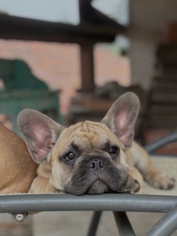 cuccioli-bulldog-francese-big-1