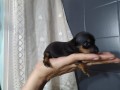 pinscher-nani-small-1