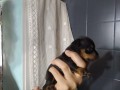 pinscher-nani-small-4