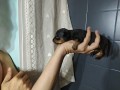 pinscher-nani-small-0