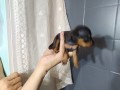 pinscher-nani-small-3