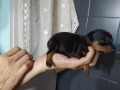 pinscher-nani-small-2