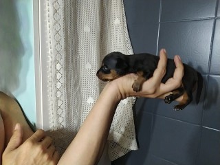 Pinscher Nani