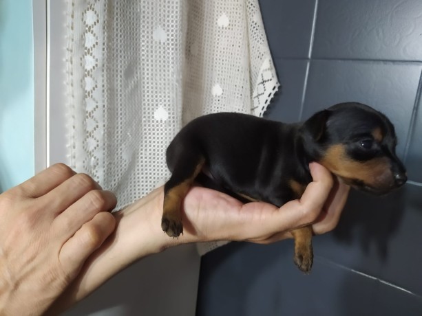 pinscher-nani-big-2