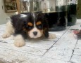 cuccioli-di-cavalier-king-small-0