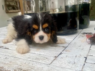 Cuccioli di Cavalier King