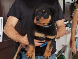 Cuccioli Rottweiler con Pedigree