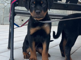 Cucciolo di Rottweiler