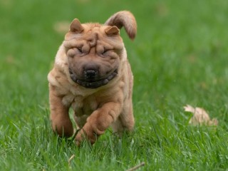 Disponibilità cuccioli sharpei