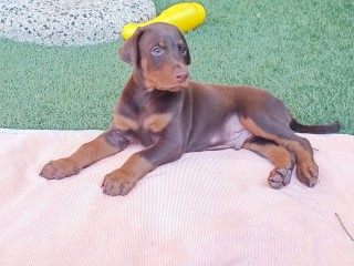 Cucciolo Dobermann