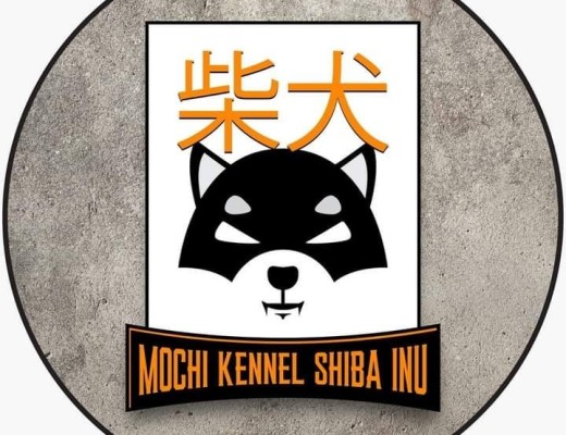 Mochi kennel Shiba Inu