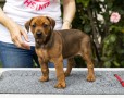 pinscher-tedesco-german-pinscher-pedigree-enci-small-1