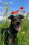 pinscher-tedesco-german-pinscher-pedigree-enci-small-4