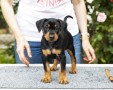 pinscher-tedesco-german-pinscher-pedigree-enci-small-0