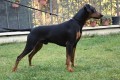 pinscher-tedesco-german-pinscher-pedigree-enci-small-2