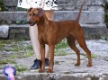 pinscher-tedesco-german-pinscher-pedigree-enci-small-3