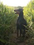 pinscher-tedesco-german-pinscher-pedigree-enci-small-5