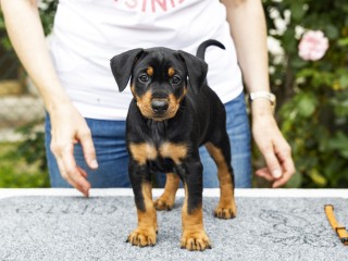 Pinscher tedesco, German pinscher - pedigree ENCI