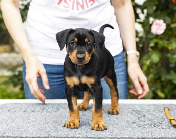 pinscher-tedesco-german-pinscher-pedigree-enci-big-0