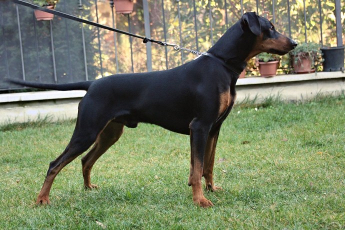 pinscher-tedesco-german-pinscher-pedigree-enci-big-2